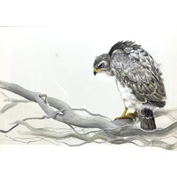 Pollyanna Pickering (British 1942-2018): Bird of Prey, watercolour and gouache signed and dated 1979, 40cm x 56cm