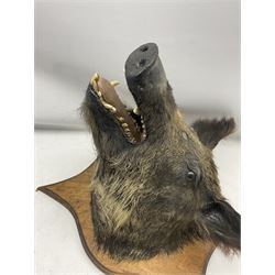Taxidermy: European Wild Boar (Sus scrofa), adult male shoulder mount looking straight ahead, with mouth agape, on an wooden shield from the wall 56cm, height 60cm