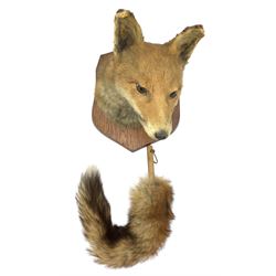 Taxidermy - Fox mask (Vulpes vulpes) looking to the left, on an oak wall shield and a brush (2)