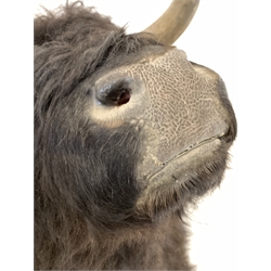 Taxidermy - Highland Bull head mount 60cm to tip of horns