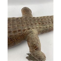 Taxidermy: Caiman Crocodile (Caiman Crocodilus), early 20th century full mount, L126cm 