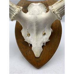 Antlers / Horns: Axis Deer (Axis axis) circa 20th century, antlers on half skull with traces of velvet still present, mounted on oak shield, W81cm