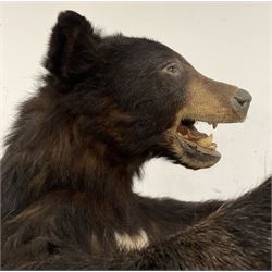 Taxidermy: North American Black Bear (Ursus americanus), full mount juvenile black bear, mounted upon a large faux rock base with front limbs outstretched with mouth open in agressive pose H160cm