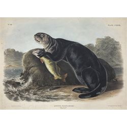 John James Audubon (American 1785-1851): 'Enhydra Marina Erxleben - Sea Otter (Young Male)', Plate 137 from 'The Viviparous Quadrupeds of North America', lithograph with hand colouring pub. T Bowen, Philadelphia 1848, 55cm x 70cm (unframed)