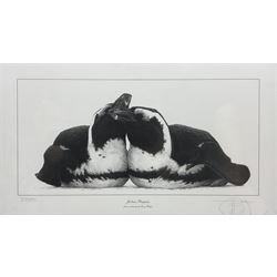 Gary Hodges (British 1954-): 'Jackass Penguins', limited edition monochrome print signed and numbered 317/850 in pencil 14cm x 30cm