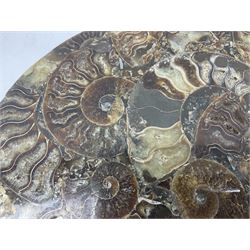 Polished ammonite plate, Jurassic period, formed of individual ammonites, D28cm