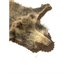 Taxidermy - European Wild Boar skin rug (Sus scrofa) with head mount, outstretched limbs W124cm