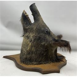 Taxidermy: European Wild Boar (Sus scrofa), adult male shoulder mount looking straight ahead, with mouth agape, on an wooden shield from the wall 56cm, height 60cm