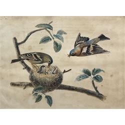 Manner of Samuel Dixon (Irish ?-1769): Chaffinch Returning to Nest, 19th century watercolour unsigned 22cm x 29cm