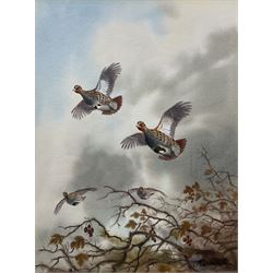 Robert W Milliken (British 1920-2014): Partridges in Flight, watercolour signed 35cm x 27cm