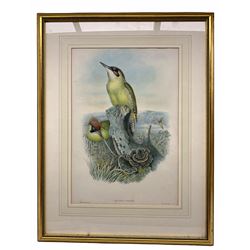 Henry Constantine Richter (British 1821-1902) after John Gould (British 1804-1881): 'Gecinus Viridis' European Green Woodpecker, colour lithograph pub. Walter & Cohn 49cm x 33cm