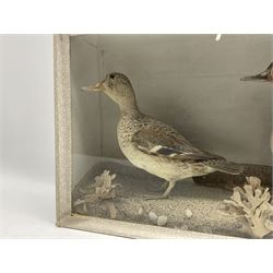 Taxidermy: Pair of Green Winged Teal (Anas Crecca), duck and hen, in glazed case with naturalistic sand setting D57cm