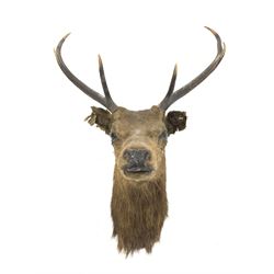 Taxidermy: Stags head and neck with six point antlers, W46cm x H75cm approx. 
