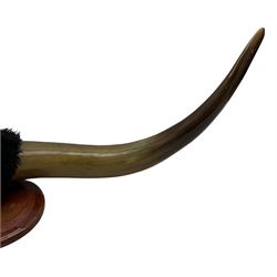 Antlers/ Horns: Pair of Highland Cattle Horns (Bos taurus), 20th century, set of polished horns on faux fur covered boss, mounted upon an oval plaque, W96cm 