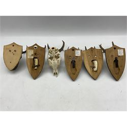 Taxidermy: six Roe Deer antlers, five mounted on wooden shields, some with German script verso (6)