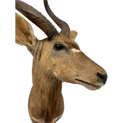 Taxidermy: Lowland Nyala (Nyala angasii), modern, a high quality adult male shoulder mount, with neck outstretched turning slightly to the right, right horn 53cm, left horn 53cm, measured along outer curve, tip to tip 25cm