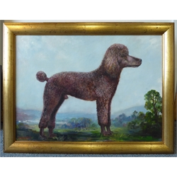  James Hardaker (British 1901-1991): Portrait of a Poodle, oil on board signed 54cm x 75cm  