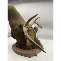 Taxidermy: European Moose (Alces alces) adult male neck mount looking straight ahead, from the wall 83cm, height 64cm
