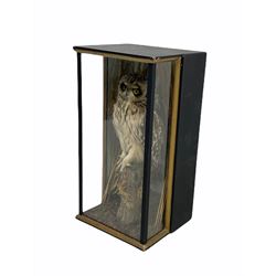 Taxidermy: A cased Short-Eared Owl (Asio flammeus), full mount perched on a tree trunk, circa 1982, H47cm x D22cm with CITES A10 (non-transferable) licence no. 595374/01