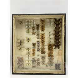 Entymology interest: Cased European butterflies including; Melitaea Parthenoides, Pararge aegeria etc. collection of over 100 in Perspex case, 'Swtizerland 1912' written verso, together with another collection of European butterflies including Papilio machaon etc. in ebony case containing note, 'Switzerland and Italy, July 1924 Dr. C. Carnie?' max H49cm