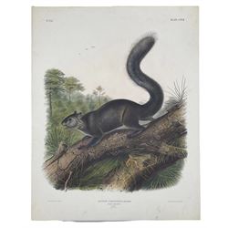 John Woodhouse Audubon (American 1812-1862): 'Sciurus Nigrescens Bennett - Dusky Squirrel (Male Natural Size)', Plate 117 from 'The Viviparous Quadrupeds of North America', lithograph with hand colouring pub. John T Bowen, Philadelphia 1847, 70cm x 55cm (unframed)
Provenance: Vendor acquired through family descent - Audubon's son (colourer of prints) was married to the vendor's relative (great grand-father's sister).