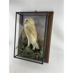 Taxidermy: Cased Barn Owl (Tito alba), circa 1900, by Alfred Thomas, Taxidermist, 9 College Street, Gloucester, full mount perched atop a lichen encrusted faux rock, amidst ferns and tall grasses, set against a wash painted backboard, enclosed within a modern framed four-glass display case with gilded moulding, H55cm, W39cm, D15cm, taxidermist's paper trade label to interior lower right