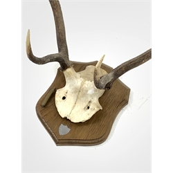 Pair of six point (4+2) stag antlers inscribed 'Inversanda Estate 11-10-95' partial skull on oak wall shield H70cm