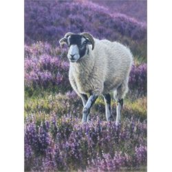 Andrew Hutchinson (British 1961-): Swaledale Sheep in Moorland Heather, watercolour and gouache signed 16cm x 11cm