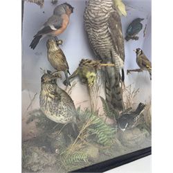 Taxidermy: Cased Diorama of birds native to Britain with two canaries, including Sparrowhawk, Goldfinch, Yellowhammer, Goldcrest, Mistle Thrush, Kingfisher, Bullfinch, Pied Wagtail, Bunting all mounted on various perches in naturalised setting 47cm x 47cm