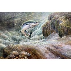 Chris Sharp (Scottish Contemporary): Salmon over the Waterfall, oil on canvas signed 94cm x 63cm