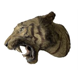 Taxidermy: late 19th century Tiger head mount, mouth agape in roaring pose, H44cm 