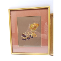 Hervé (French 19th/20th century): Study of Blackberries, finely-detailed gouache attributed verso 23cm x 18cm, and a watercolour of bluebells unsigned 11cm x 9cm (2)