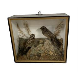 Taxidermy: A cased 19th/ early 20th century pair of Nightowls (Caprimulgus europaeus), full mounts each stood upon grit covered faux rocks, amidst a natural setting of ferns, moss and brush, set against a painted back board, L43cm, H48cm, 18cm 