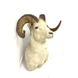 Taxidermy: Wild Goat, shoulder mount, bearing Knopp Bros taxidermy label, H80cm x W55cm 