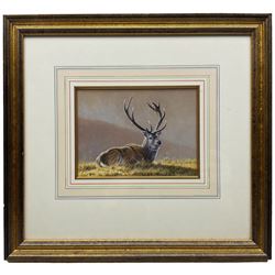Andrew Hutchinson (British 1961-): Stag at Dawn, watercolour and gouache signed 13cm x 17cm