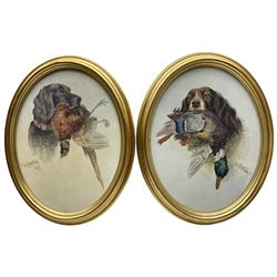 C G Counter (British Early 20th century): Gun Dogs - Spaniel and Labrador with Pheasant and Mallard in Mouths, pair oval watercolours signed and dated 1923 and 1926, 29cm x 21cm (2)