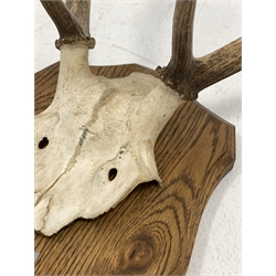 Pair of nine point (5+4) stag antlers with partial skull on oak wall shield inscribed 'Inversanda Estate 28-9-93' with shell case H64cm