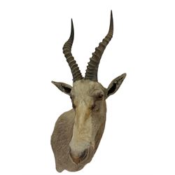 Taxidermy: White Blesbok (Damaliscus pygargus phillipsi), modern, South Africa, an adult male shoulder mount turned to the left, 51cm from the wall, height 92cm