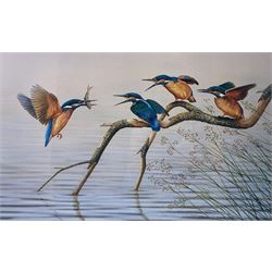 Robert E Fuller (British 1972-): Fox Chasing a Pheasant and Kingfishers, two limited edition colour prints signed and numbered in pencil max 40cm x 58cm (2)