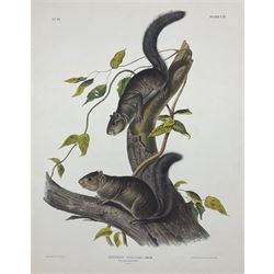 John Woodhouse Audubon (American 1812-1862): 'Sciurus Colliaei Rich - Collies Squirrel (Natural Size)', Plate 104 from 'The Viviparous Quadrupeds of North America', lithograph with hand colouring pub. John T Bowen, Philadelphia 1847, 70cm x 55cm (unframed)
Provenance: Vendor acquired through family descent - Audubon's son (colourer of prints) was married to the vendor's relative (great grand-father's sister).