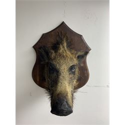 Taxidermy: A European Wild Boar (Sus scrofa), adult neck mount looking straight ahead on oak shield, from the wall 48cm