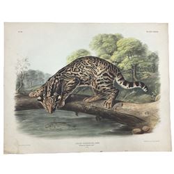 John James Audubon (American 1785-1851): 'Felis Pardalis Linn - Ocelot or Leopard Cat (Male)', Plate 86 from 'The Viviparous Quadrupeds of North America', lithograph with hand colouring pub. T Bowen, Philadelphia 1846, 55cm x 70cm (unframed)