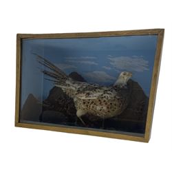 Taxidermy: Cased study of a Female Pheasant set against a painted mountainous scene back drop, within an ebonised and glazed display case, L60cm x H40cm