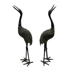 Pair of 19th/ early 20th century Japanese bronzed Cranes, H50cm max (a/f)