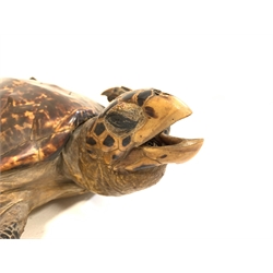 Taxidermy: Hawksbill Sea Turtle (Eretmochelys imbricata) circa 1920 full mount in swimming motion, L57cm x W40cm