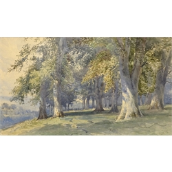 English School (19th/20th century): Forest Landscape, watercolour unsigned 20cm x 34cm