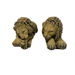 Near pair constituted stone garden or indoor ornaments in the form of recumbent lions, one with paws outstretched, the other gnawing 