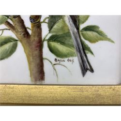 20th century porcelain panel by Bryan Cox, hand painted with a Yellowhammer bird perched upon a branch, signed Bryan Cox, set within gilt frame, 17.5cm x 12cm 
