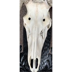 Antlers / Horns: European Red Deer (Cervus elaphus), large set of adult stag antlers on skull, 29 points (13+15), mounted upon a Black Forest style shield, H113cm
