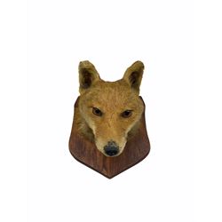 Taxidermy - Fox mask on oak wall shield with a paper label inscribed F E Potter Taxidermist, Billesdon, Leicester
